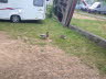 Enten auf dem Campingplatz1