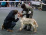 CACIB Offenburg 2013